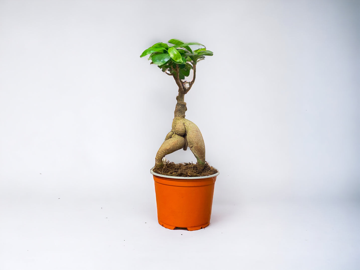 Ficus Ginseng