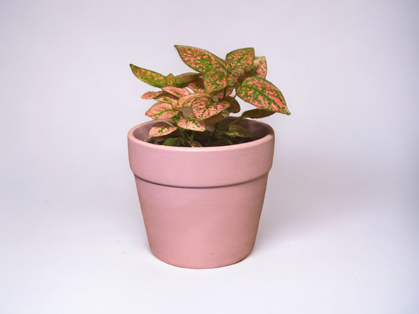 Polka Dot Plant