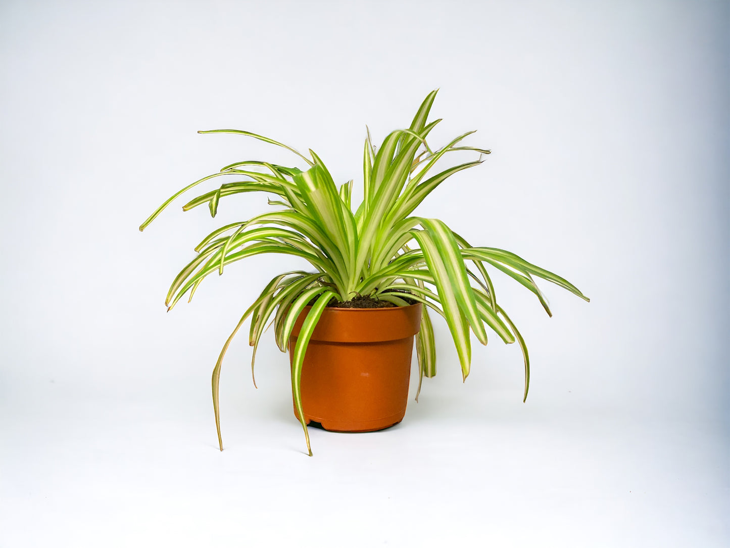 Spider Plant