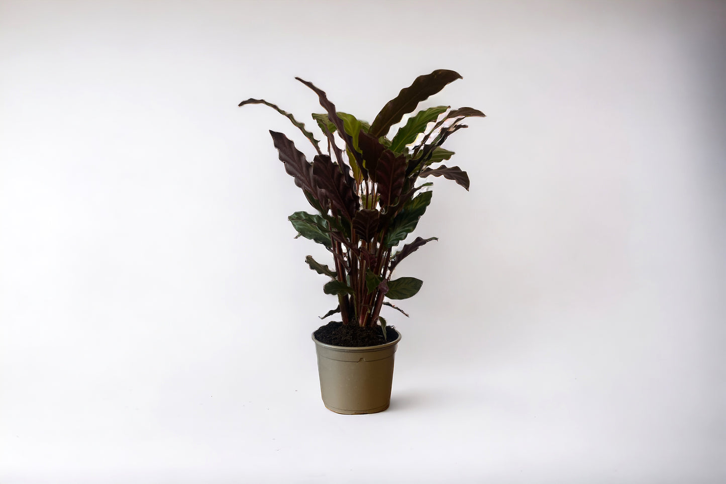 Velvet Calathea