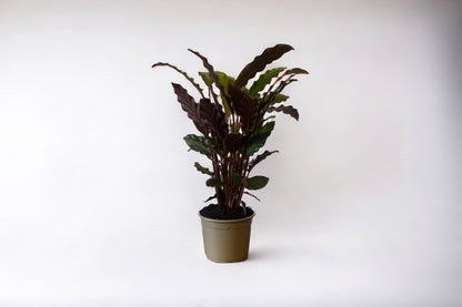 Velvet Calathea